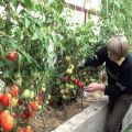 Les meilleures variétés de tomates à croissance basse pour une serre en polycarbonate