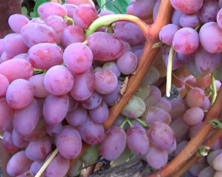 Description and characteristics of the Helios grape variety, fruiting and care features