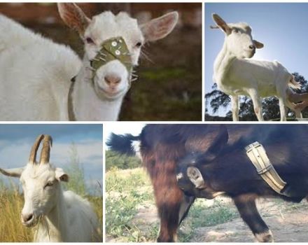 Cómo destetar rápidamente a una cabra de succionar su leche, razones y soluciones