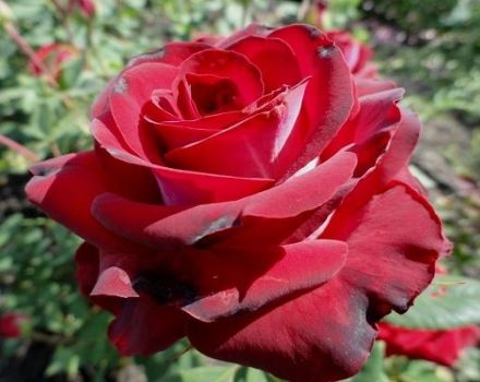 Description and rules for growing a hybrid rose of the Gospel variety