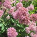 Medicinal properties and contraindications of sedum, benefits and harms to health