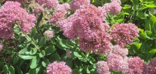 Medicinal properties and contraindications of sedum, health benefits and harms