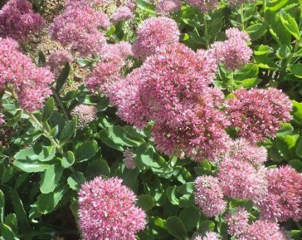 Medicinal properties and contraindications of sedum, health benefits and harms