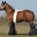 Description of the breed of horses Vladimir heavy draft, maintenance and breeding