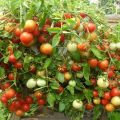 Description of the tomato variety Garden pearl and its characteristics