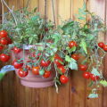 Caractéristiques et description de la variété de tomate Cranberry en sucre, son rendement