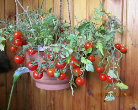 Características y descripción de la variedad de tomate Arándano en azúcar, su rendimiento.