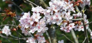 Description et caractéristiques des variétés de cerises Sargent, histoire et caractéristiques de la culture