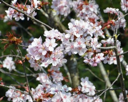 Description et caractéristiques des variétés de cerises sargentées, histoire et caractéristiques de la culture