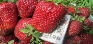 Description and characteristics of the Marshal strawberry variety, cultivation and care