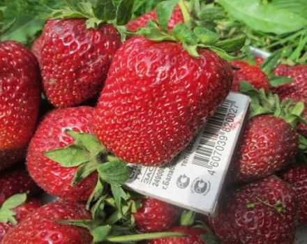 Description and characteristics of the Marshal strawberry variety, cultivation and care