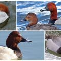 Description and varieties of diving ducks, habitats and what they eat