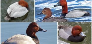 Description and varieties of diving ducks, habitats and what they eat