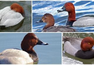 Description and varieties of diving ducks, habitats and what they eat