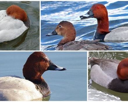 Description et variétés de canards plongeurs, habitats et ce qu'ils mangent