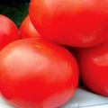 Ciri-ciri varieti tomato Ural F1, hasil dan ciri teknologi pertanian