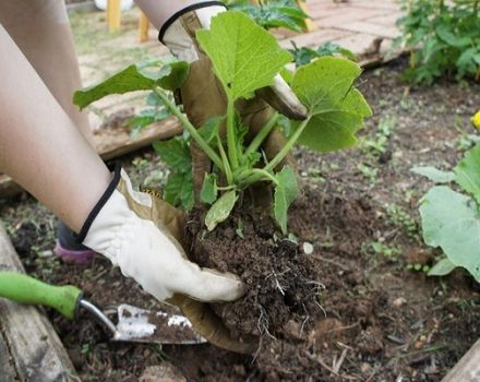 Comment nourrir une citrouille en plein champ pendant la floraison et la fructification