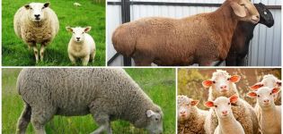 What is the difference between a ram and a sheep and how to recognize a female and a male