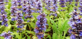 Règles de plantation et d'entretien de la salvia, description de 25 variétés et espèces