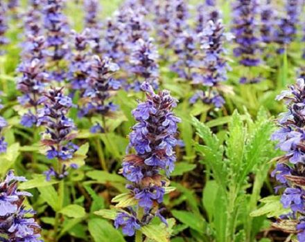 Normes per plantar i tenir cura de la salvia, descripció de 25 varietats i espècies