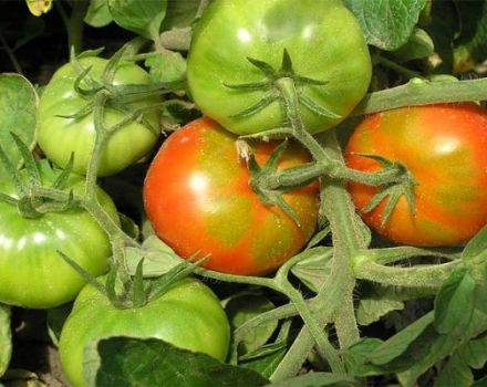 Descripción de la variedad de tomate Business lady, sus características y cuidados