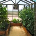 What can be planted with cucumbers in a greenhouse, what plants are compatible with