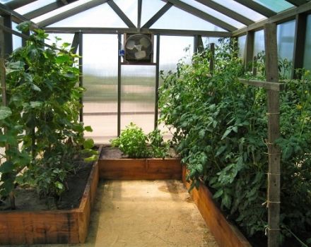 What can be planted with cucumbers in a greenhouse, what plants are compatible with