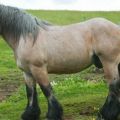 Description and characteristics of horses of the Ardennes breed, features of the content and price