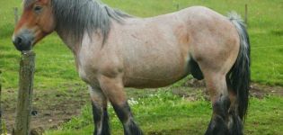 Description and characteristics of horses of the Ardennes breed, features of content and price