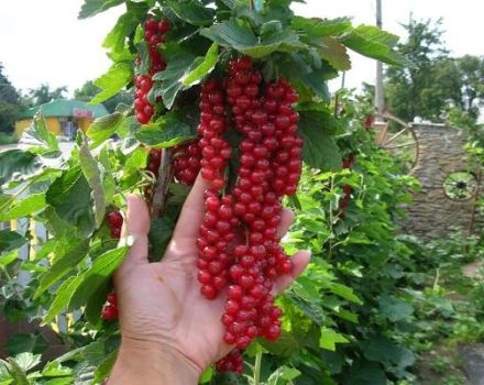 TOP 50 varieti currant merah terbaik dengan keterangan dan ciri