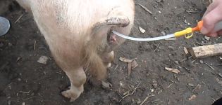 Tipos y métodos de inseminación artificial de cerdos a domicilio.