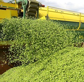 When to harvest peas for grain and how to do it right