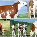 Description et caractéristiques des vaches Montbeliard, leur contenu