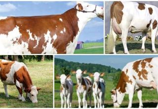 Description et caractéristiques des vaches Montbeliard, leur contenu