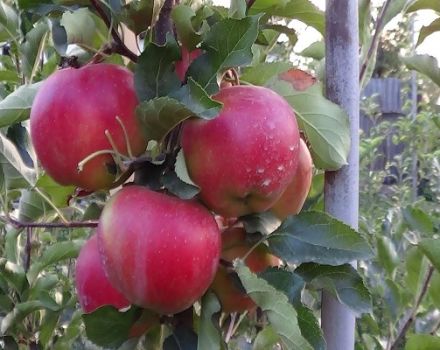 Description de la variété de pomme Eliza et de ses avantages, rendement et régions de culture