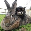 The breeds of the largest rabbits in the world and the weight of individuals from the Guinness Book of Records