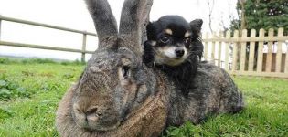 The breeds of the largest rabbits in the world and the weight of individuals from the Guinness Book of Records