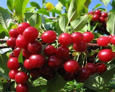 Description, advantages and disadvantages of felt cherry Alice, cultivation of varieties and rules of care