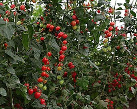 Caractéristiques et description de la variété de tomate Raisin, avis et rendement