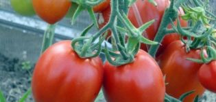 Description et caractéristiques de la variété de tomate Marusya, son rendement