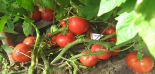 Description de la variété de tomate Gamayun, caractéristiques de culture et d'entretien