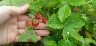 Descripción y sutilezas del cultivo de fresas de la variedad Ruyan.