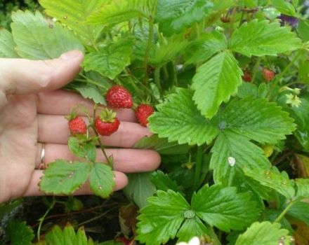 Descripción y sutilezas del cultivo de fresas de la variedad Ruyan.