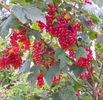 Descripción y características de la variedad de grosella roja Nenaglyadnaya.