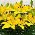 Description of varieties of Asian lily, planting and care in the open field