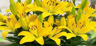 Description of varieties of Asian lily, planting and care in the open field