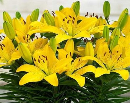 Description of varieties of Asian lily, planting and care in the open field