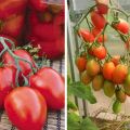 Description de la variété de tomate Imperia et son rendement