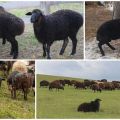 Description and characteristics of sheep of the Karachai breed, maintenance rules