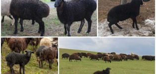 Description and characteristics of Karachai sheep breed, maintenance rules